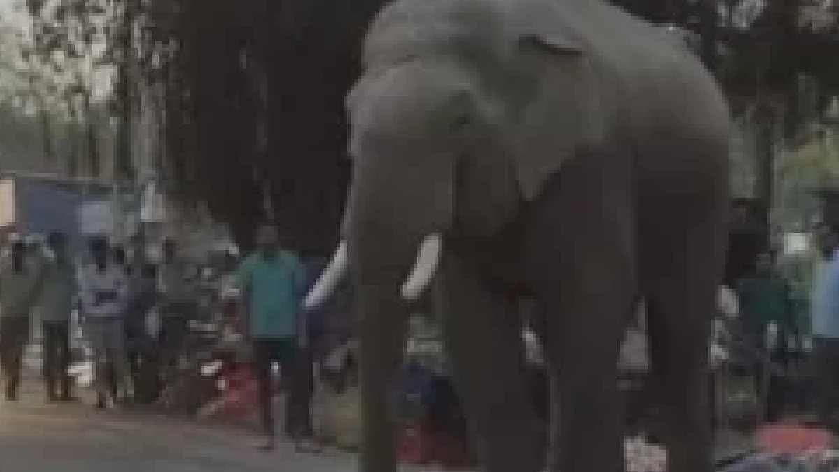Elephant Steals Flour And Runs Away