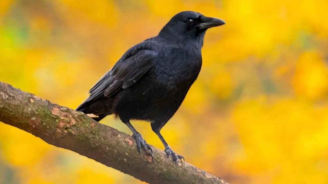 Crow Talk like Human Local People Amazed By its Behaviour in Maharashtra Palghar