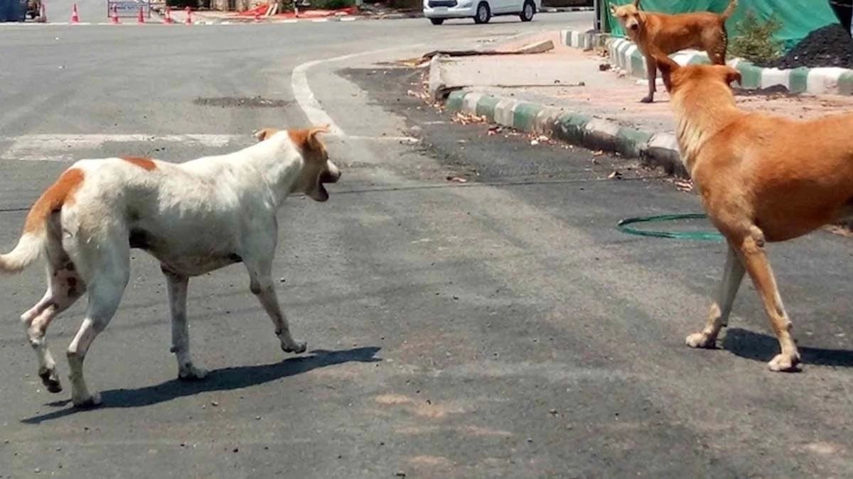 Stray dogs in Meghalaya are dangerous in nature High Court requests Supreme Court not to interfere in public interest litigation