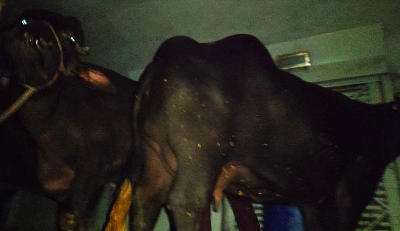 cattle smuggling in train