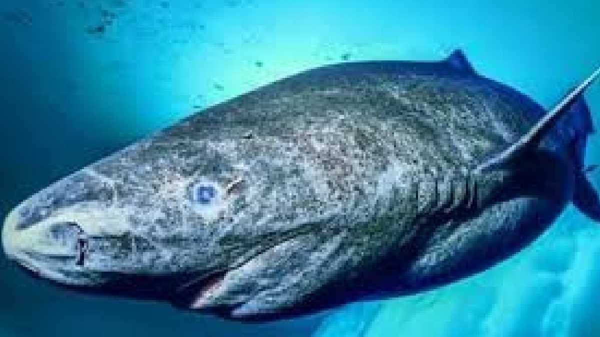 Greenland shark hold the 500 years age gnr