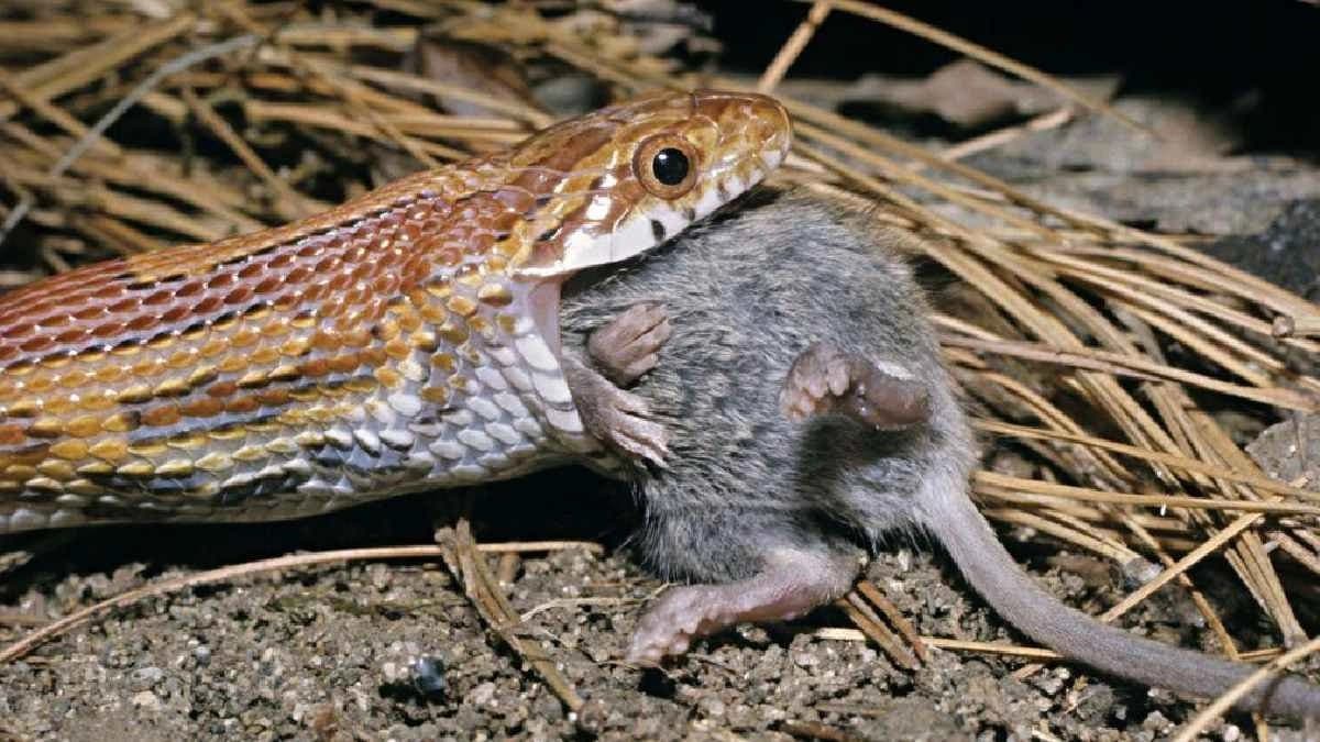 How to Identify Snake holes in your House