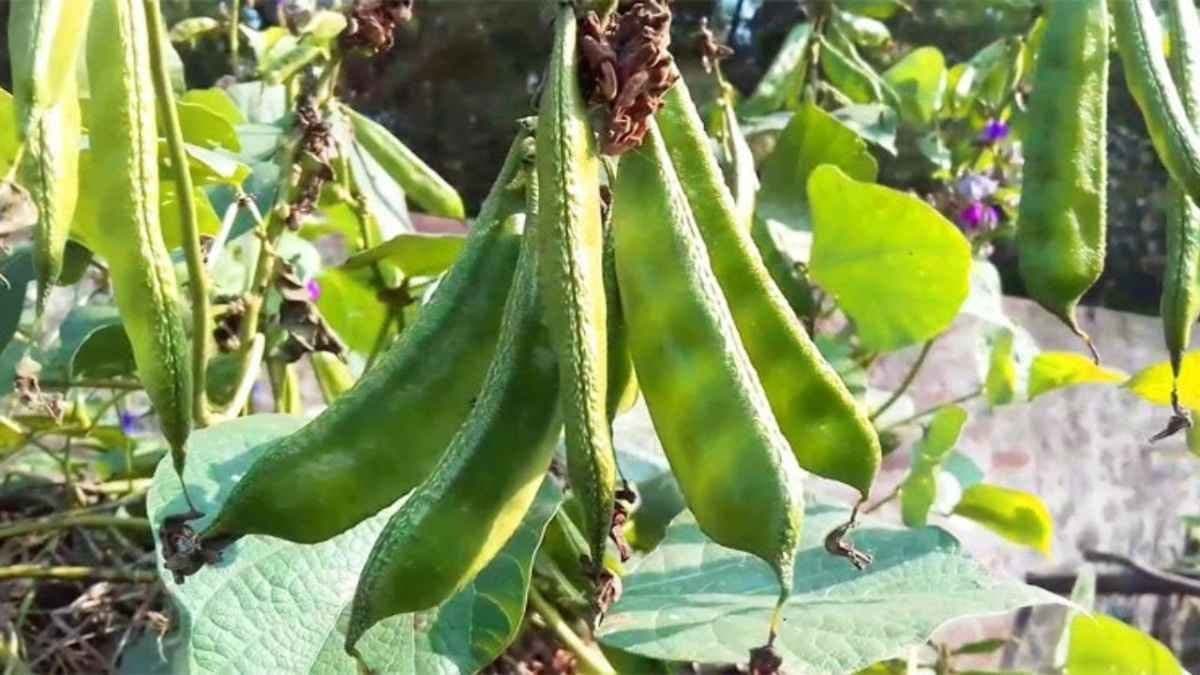  Hyacinth Beans or Sheem have high power to control blood sugar level lif 