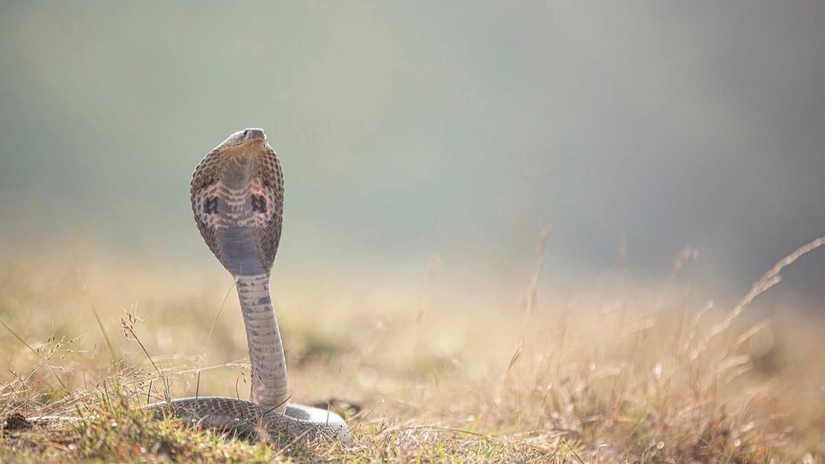  3 Children, Sleeping Together In Fear Of Elephant Attack, Die Of Snake Bite In Jharkhand gnr 