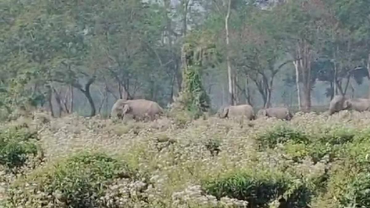 Tuskers attack during a picnic gnr