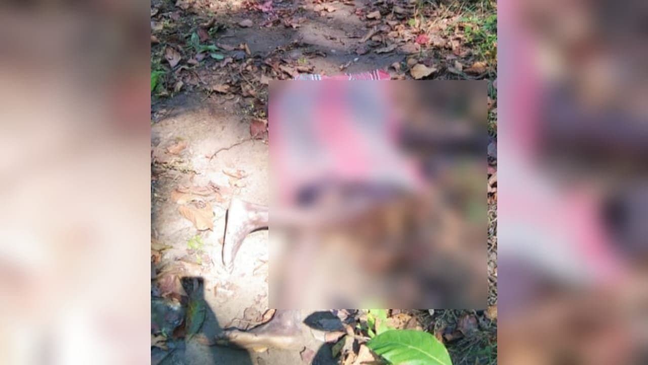 2 killed in elephant attack in Nagarakatta, Duars