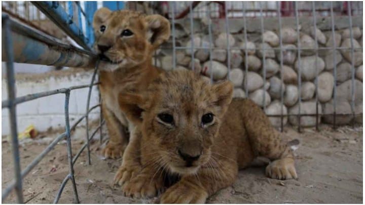 Hunger hits animals and people alike at Gaza zoo 
