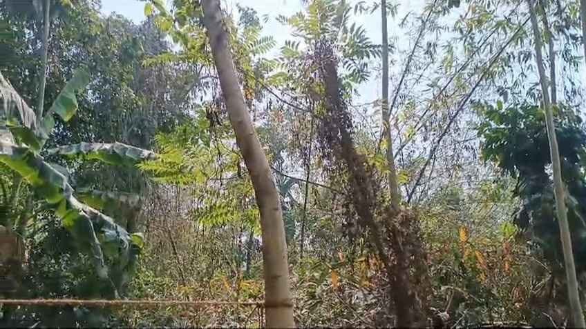 Unknown fruit in Mathabhanga of Coochbehar forcing locals to leave their residence