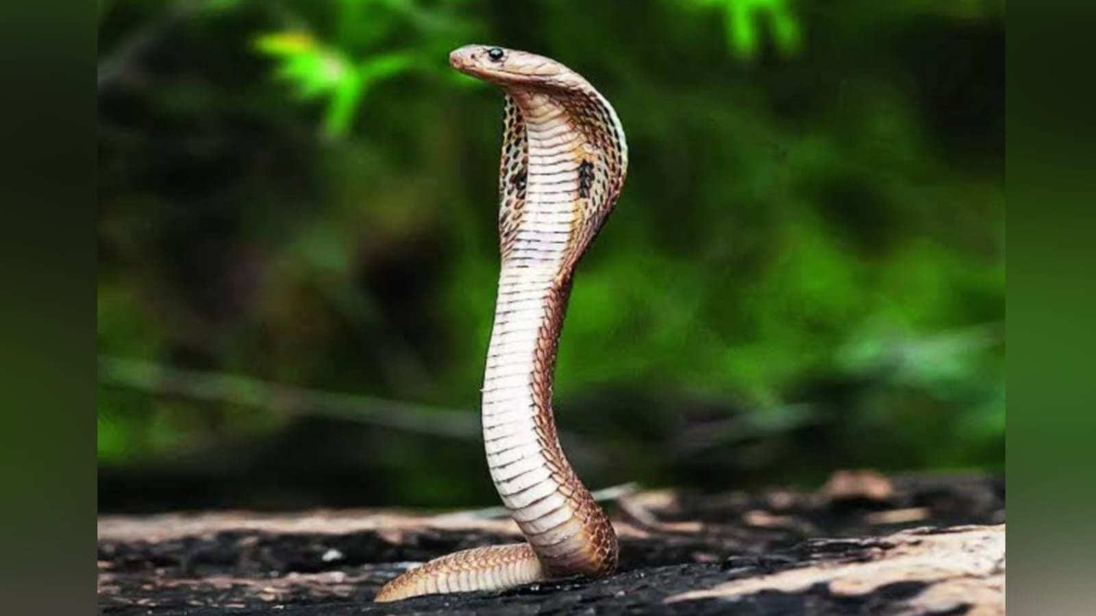  Snakes love these trees so if you have them around Snakes will enter your house
