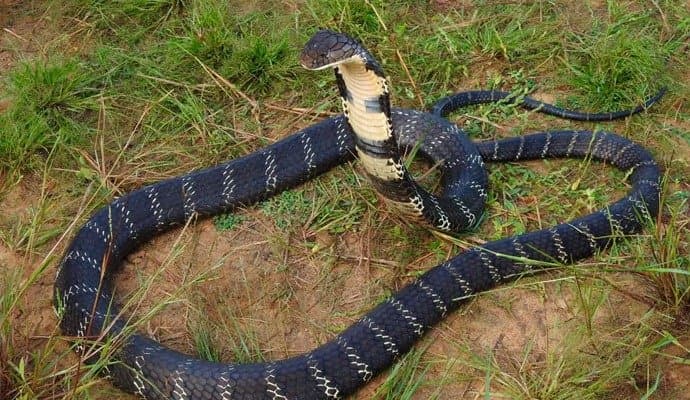 Odisha Man Kills Wife, 2-Year-Old Daughter By Releasing Snake In Room