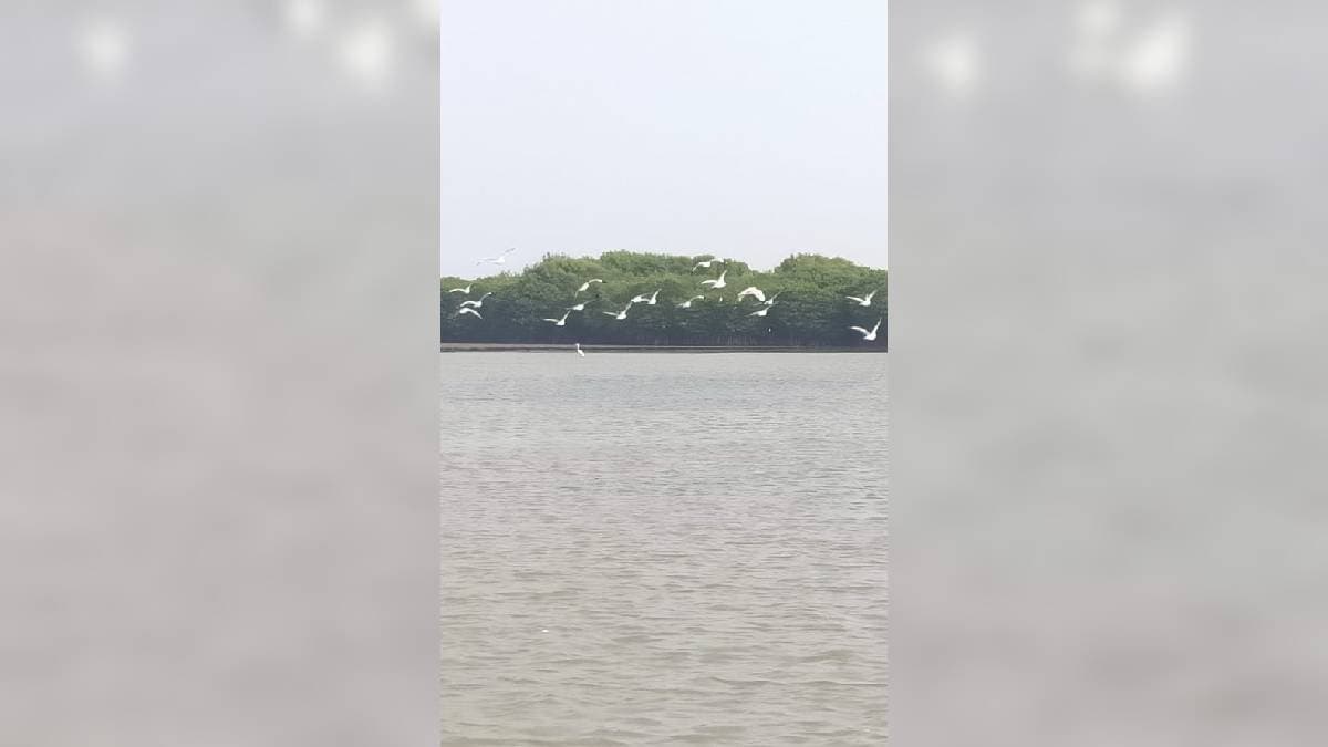 অভিবাসনের মরসুমে ঝলমলে উড়িষ্যা, পরিযায়ী পাখিদের ঝাঁক দেখলে চমকে যাবেন