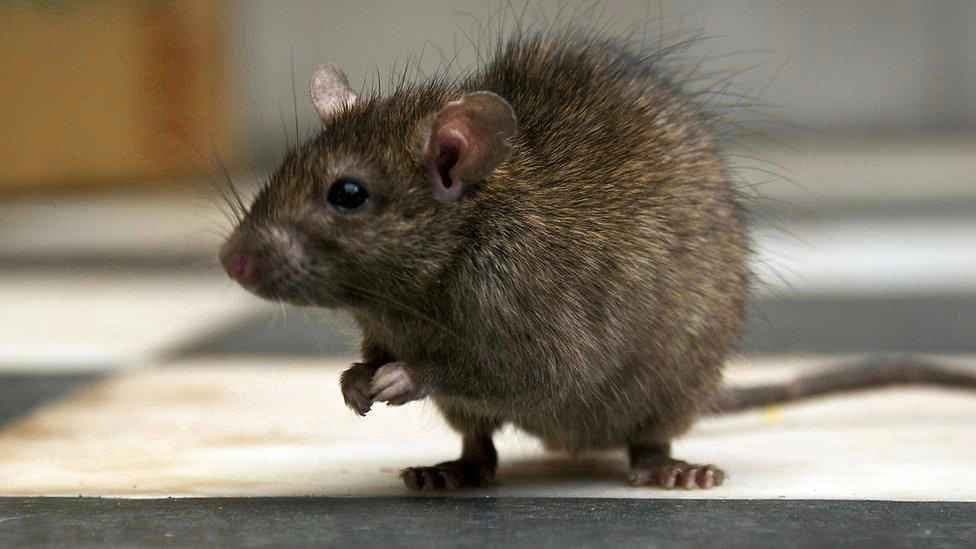  10 Year Old Cancer Patient Dies In Jaipur Hospital, Rat Bite Suspected 