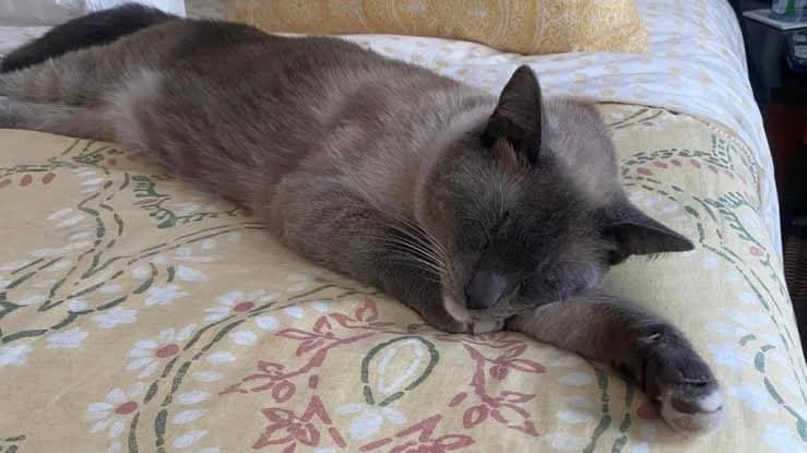 Missing cat travels 1200 km in 2 months, retury home gnr