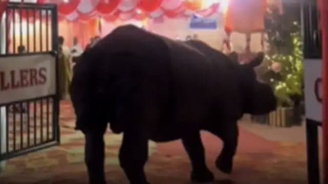Chaos in Wedding As Rhino Surprise Entry in Venue in Nepal