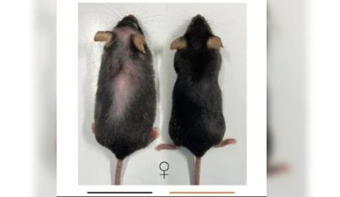 Scientists Develop Breakthrough Anti-Ageing Drug  gnr