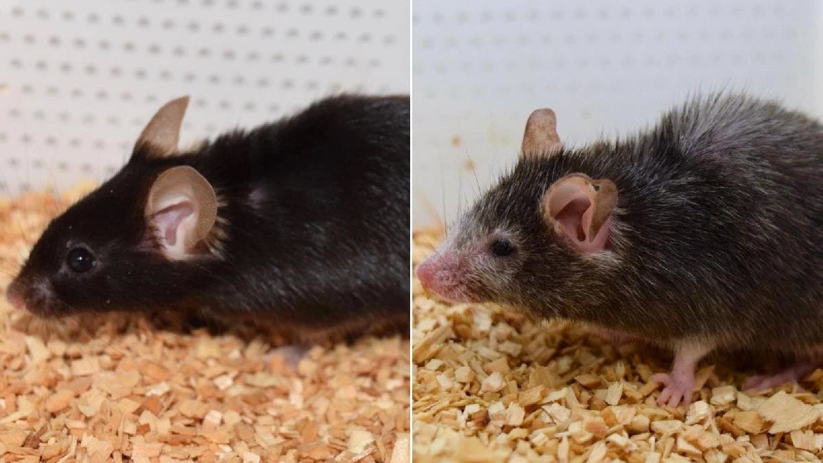 Scientists turn biological clock reverse in mice could lead to Human Immortality