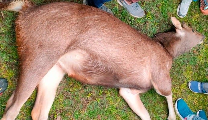 deer dead body found at madarihat