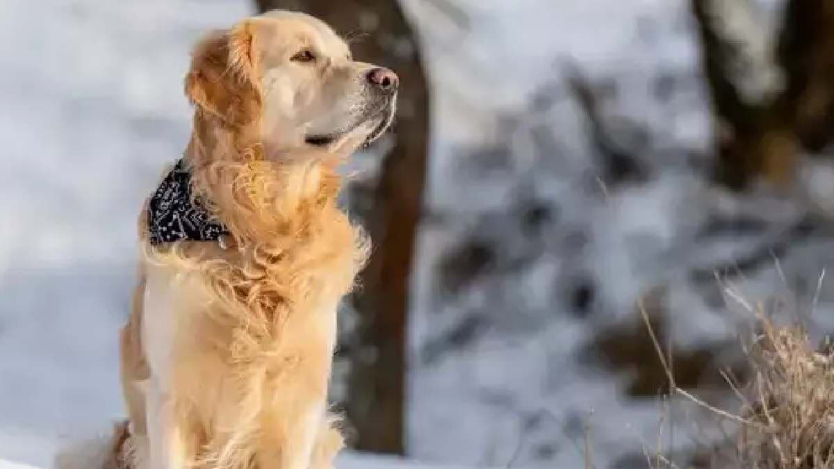 Chernobyl dogs are evolving nuclear radition changing their genes gnr