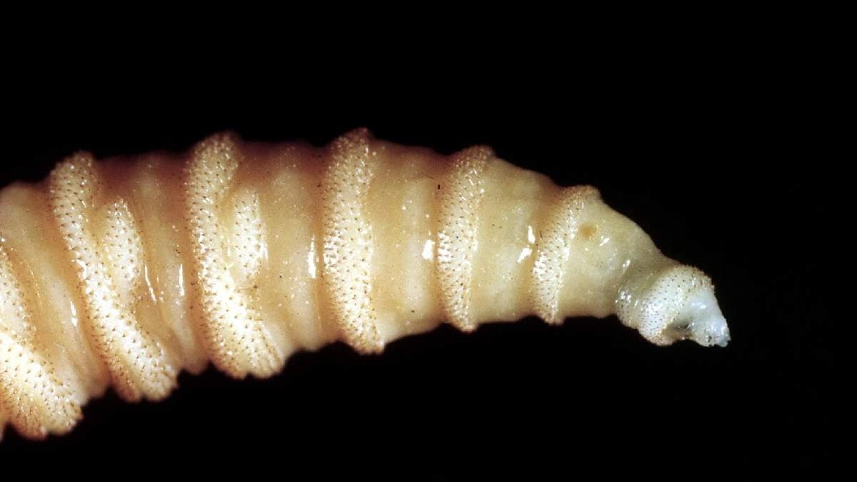 Chinese little girl suffers from maggot infestation bizarre disease