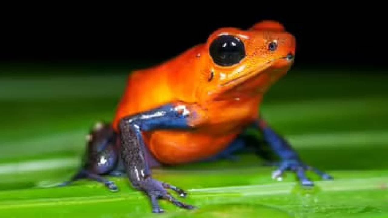 Six most poisonous frogs of the world