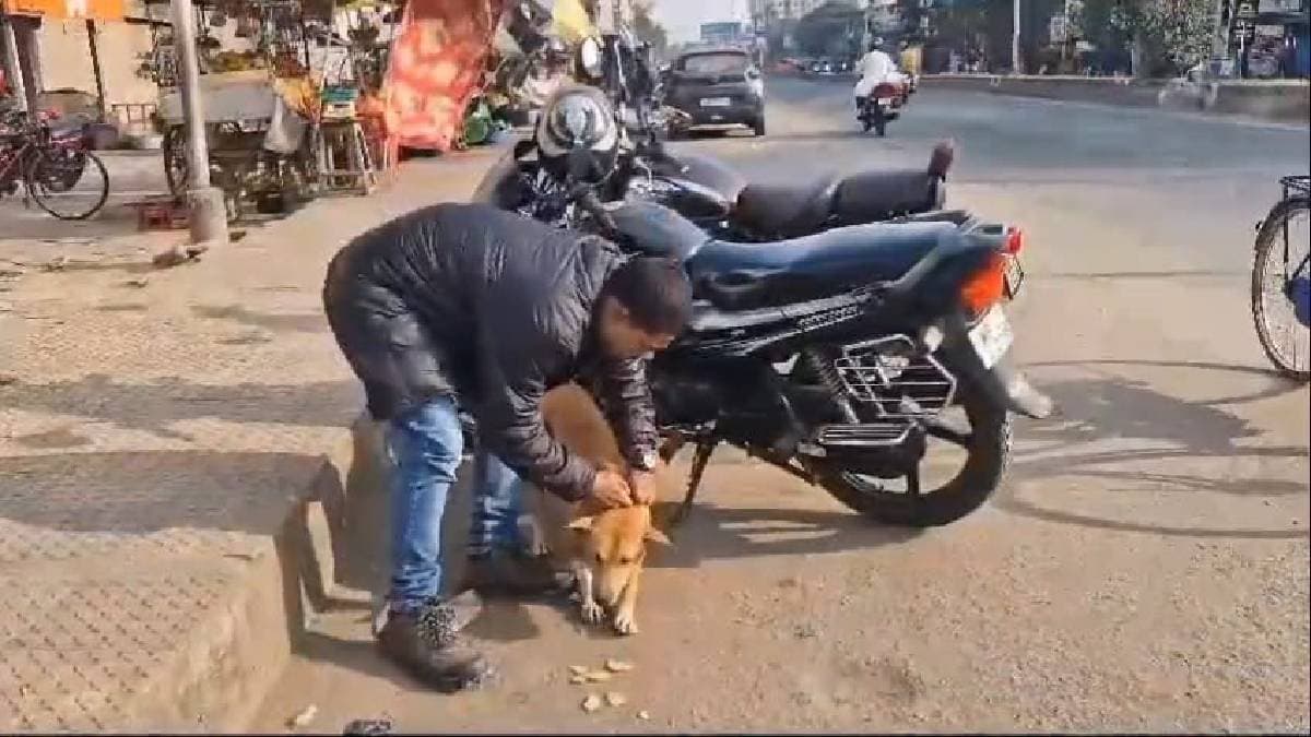 radium belt around neck of street dogs to save them from accidents on winter nights on highways