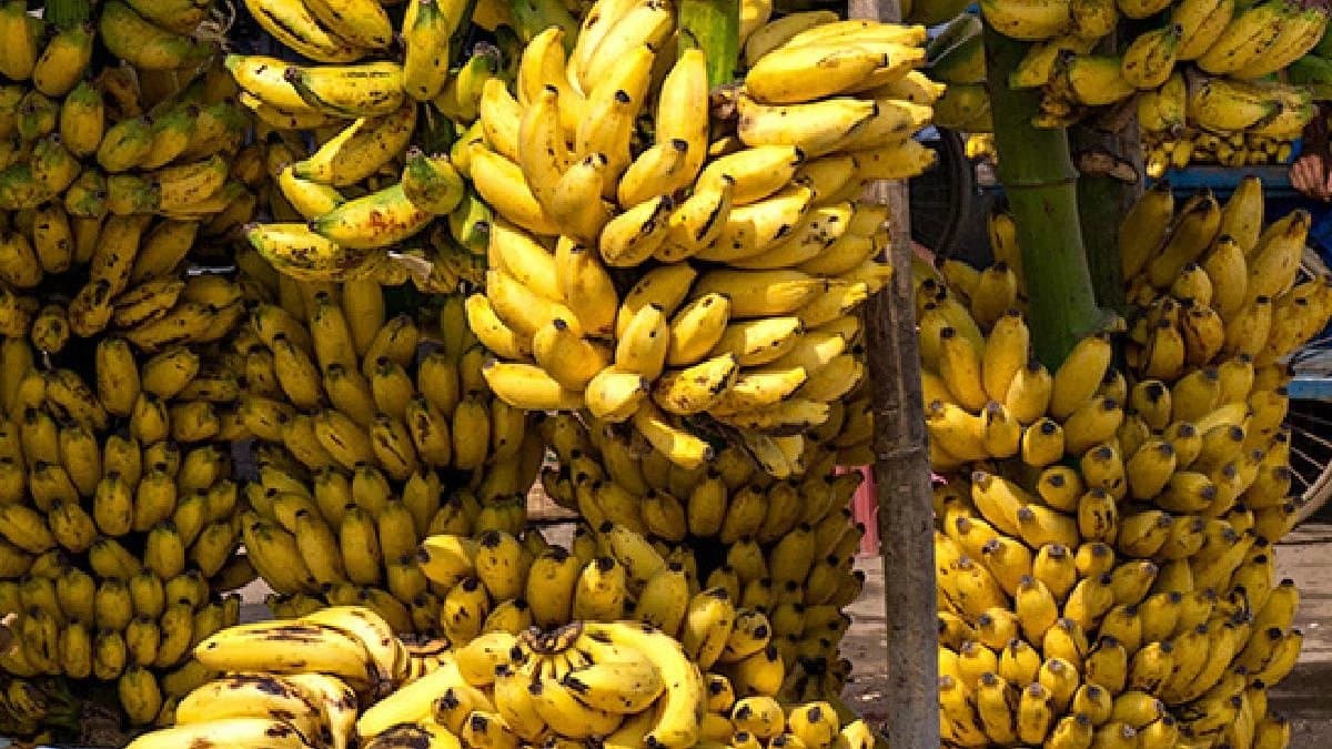 Banana Vendor arrested For Smuggling  controlled substance in Mumbai 