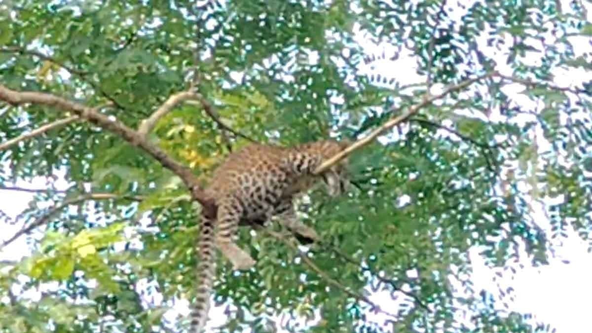 Dooars Leopard sitting on tree, still not rescued gnr 