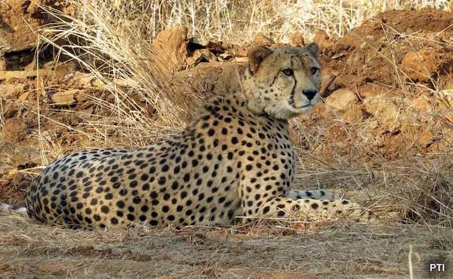  10th Cheetah Dies At Kuno National Park 