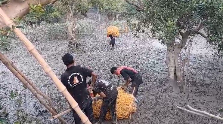 A tiger strayed in kultali suspect forest department gnr