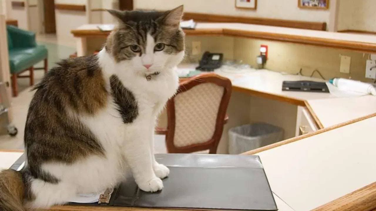 This cat could sense when people were about to die predicted more than 100 deaths