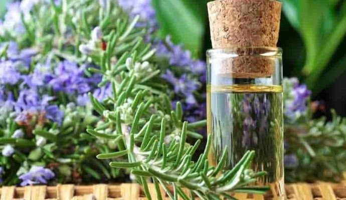 Hair Care: চুল পড়ছে? এই একটি তেলেই হবে মুশকিল আসান! 