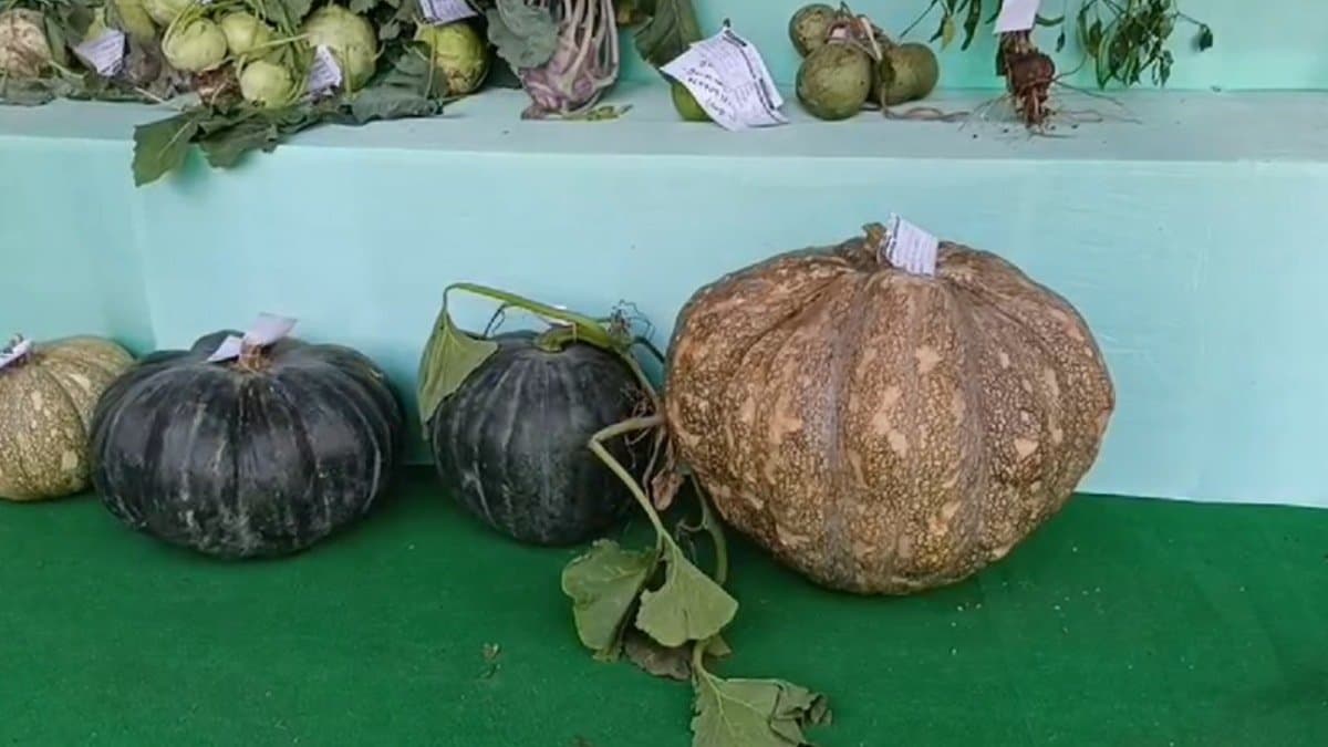 Giant pumpkin with big eggplant and other big sizes vegetables are key attraction of this fair gnr