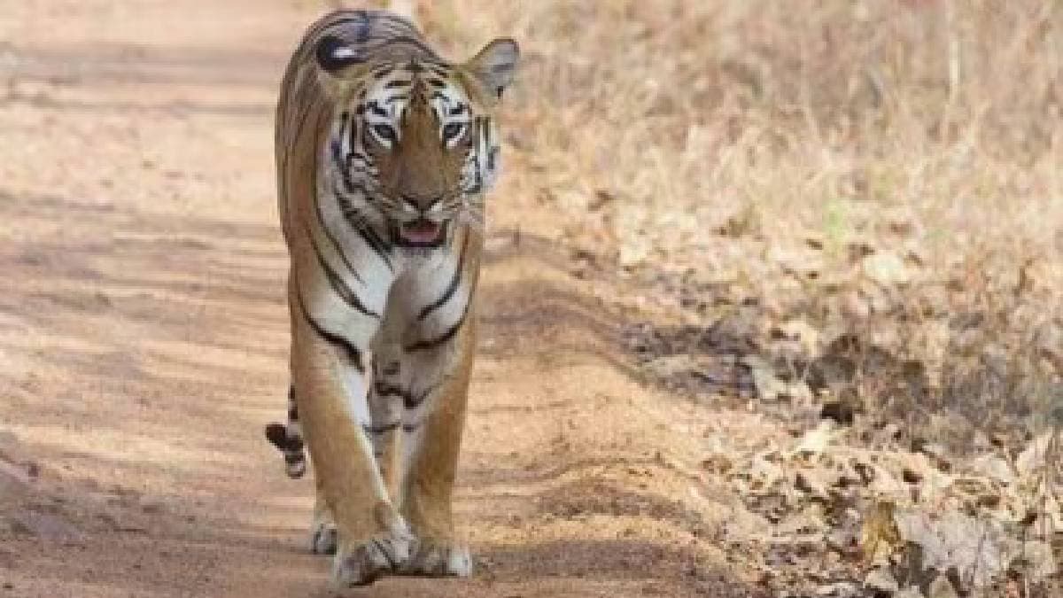 Zeenat the tigress who entered Bengal from Odisha is staying in the Raika hills of Purulia
