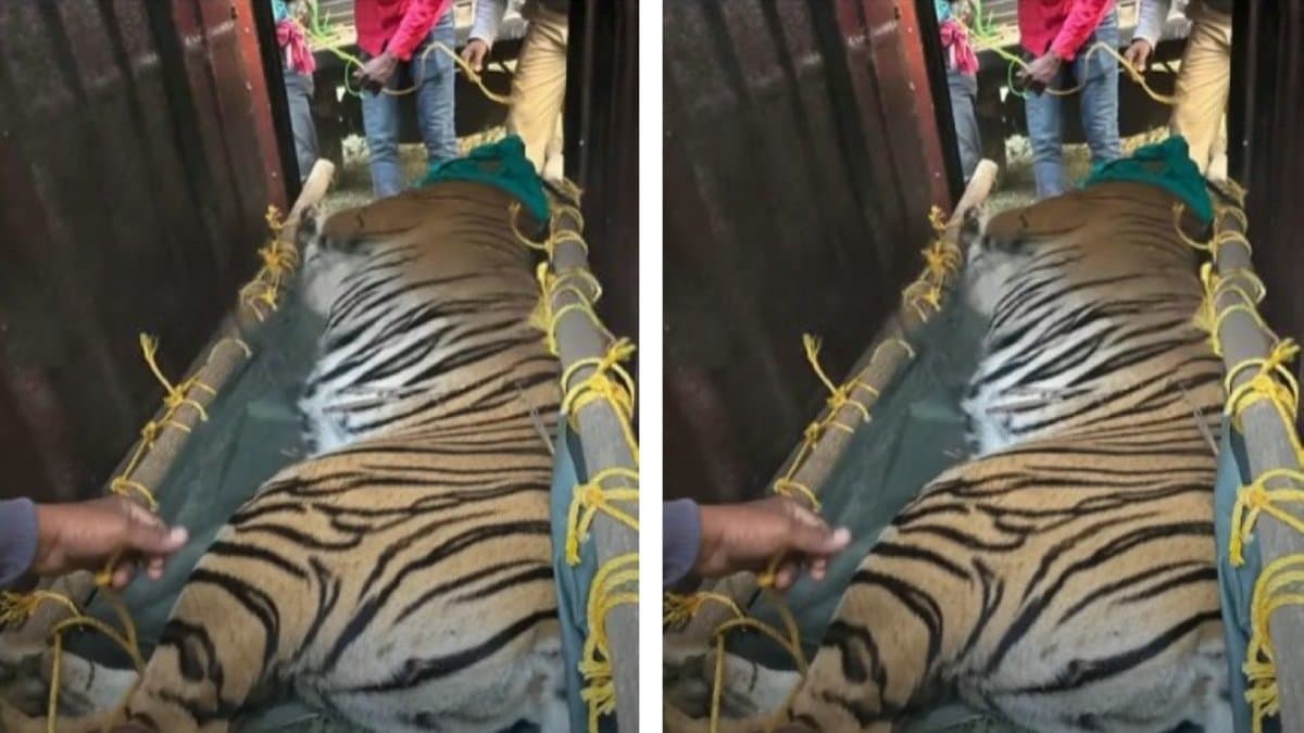 tigress zeenat finally caged by forest department from bankura 
