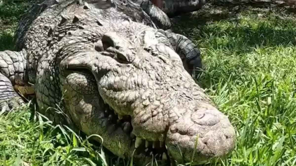 World s oldest living crocodile has fathered 10000 babies