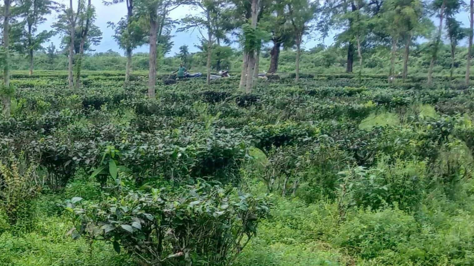 Baby Elephant dead body found in tea garden in banarhat gnr 