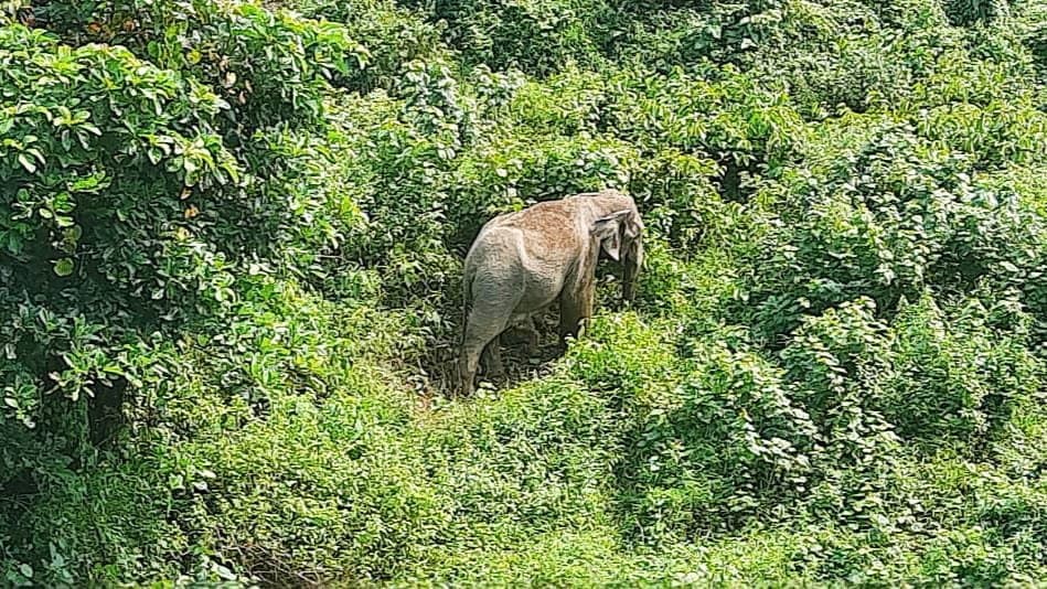 elephants give birth in the tea garden at alipurduar_gnr