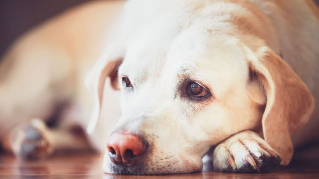 Veterinarian reveals the common signs of depression that every pet parent should know