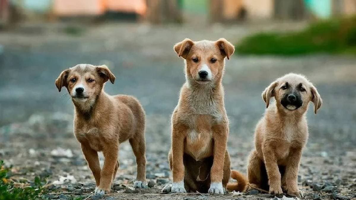 Two Women Burn Five Puppies Alive with Petrol gnr