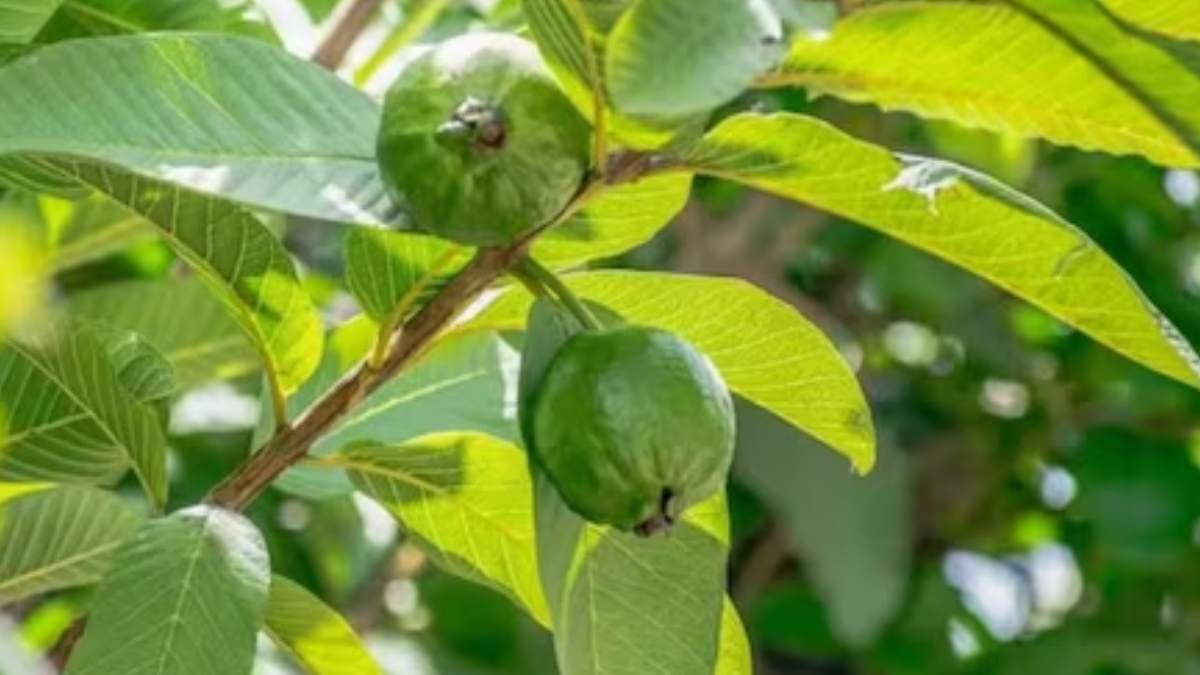 চিবিয়ে বা সেদ্ধ করে খান, ওজন ঝরবে তরতরিয়ে, দূর হবে মুখের দূর্গন্ধও, এই পাতায় লুকিয়ে হাজারো সমাধান 