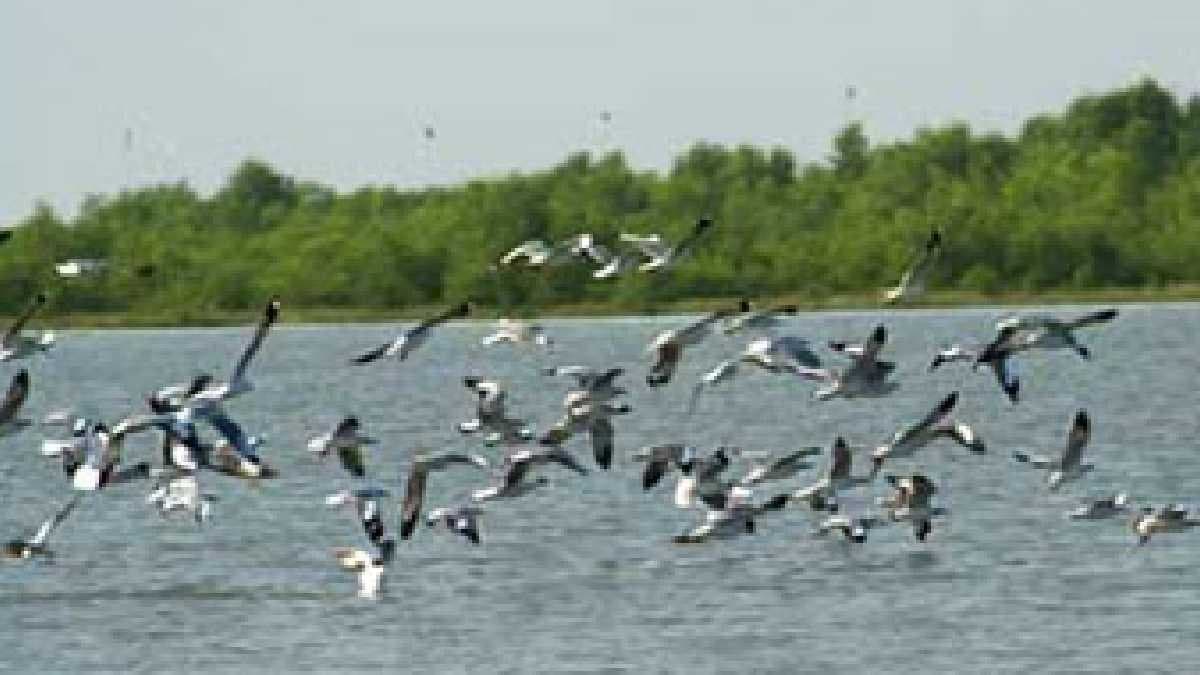 The number of birds is increasing in Sundarbans the tourism business is happy gnr