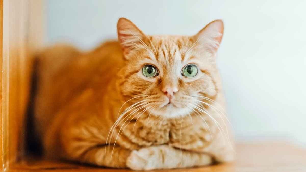 Scientist solved the 100 year old mystery of Orange Cats