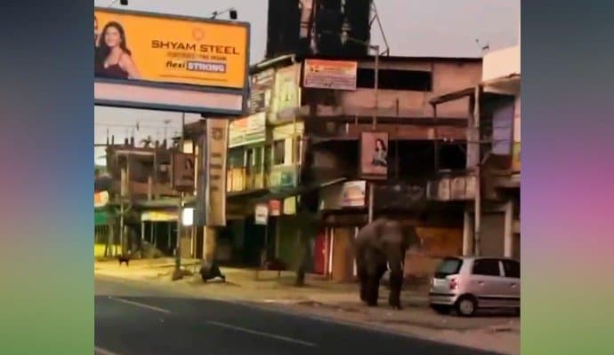 elephant enters in malbazar city 