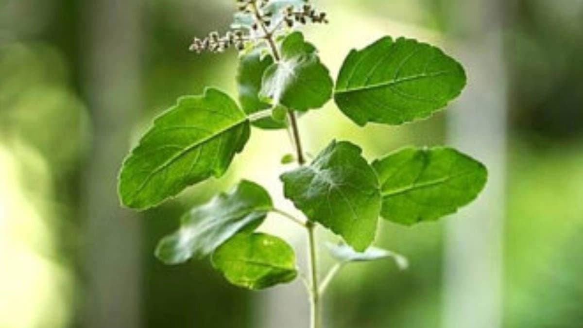 BJPs new weapon Tulsi plant to create unrest in the state before the elections