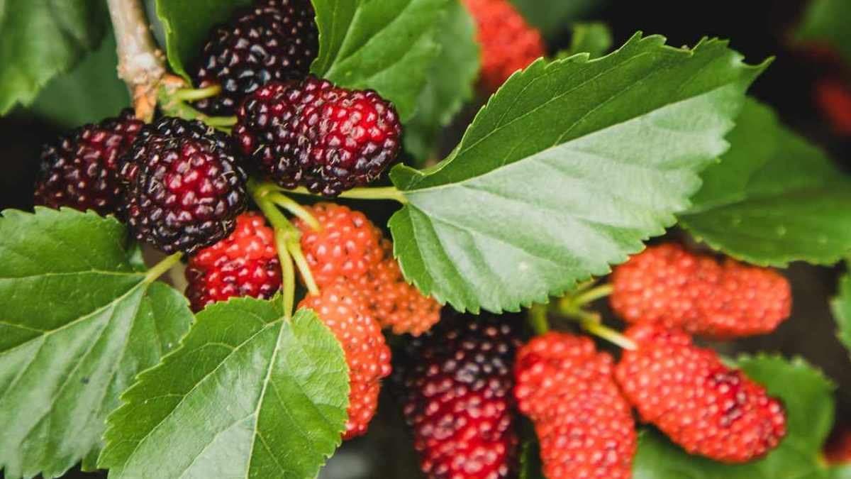 Mulberries offer numerous health benefits 