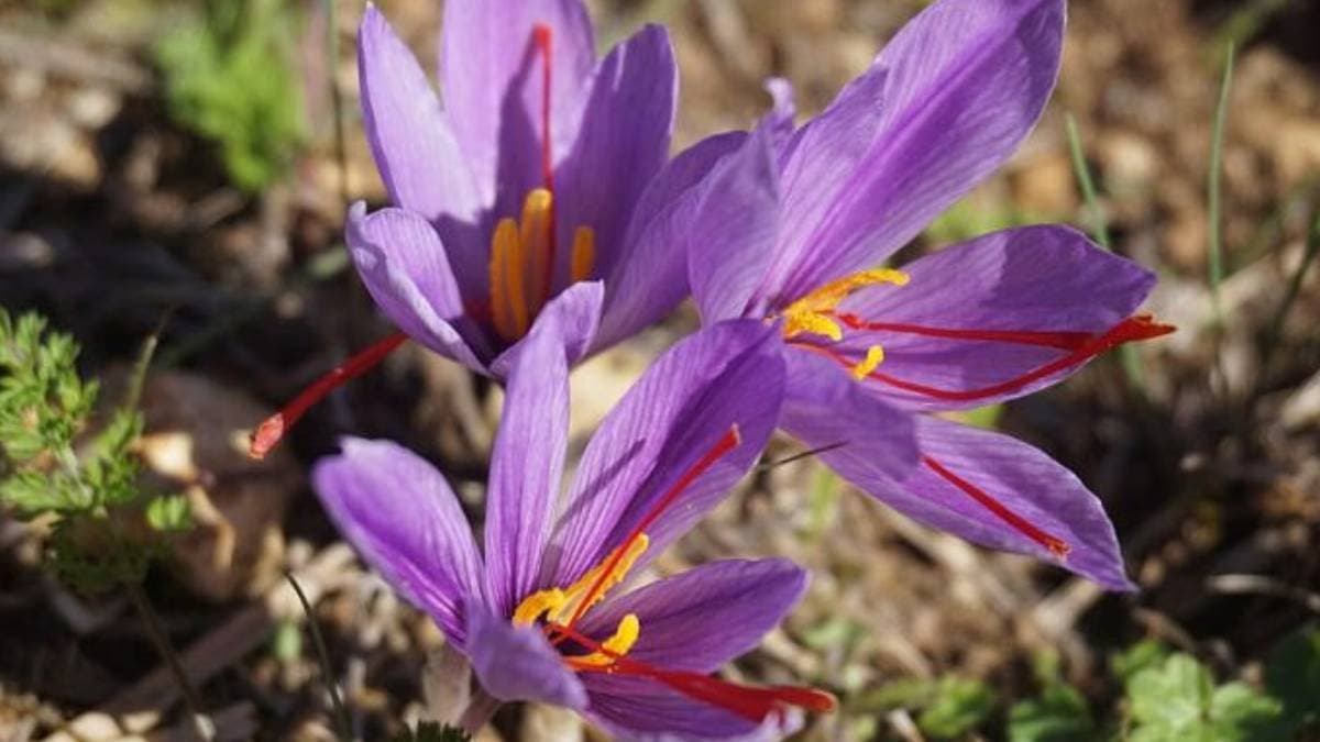 Which saffron is the best in world let us know that