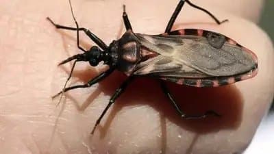 Deadly Kissing Bug May Have Affected Over One Lakh In California