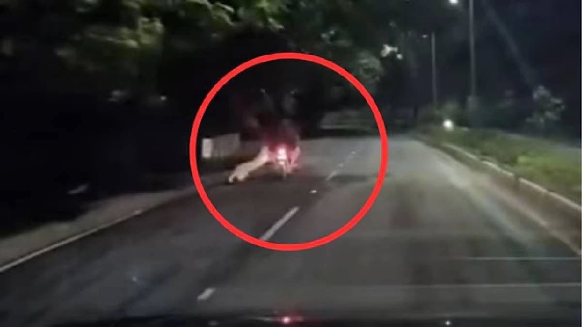 Motorcyclist's Narrow Escape By Seconds As Leopard Lunges 