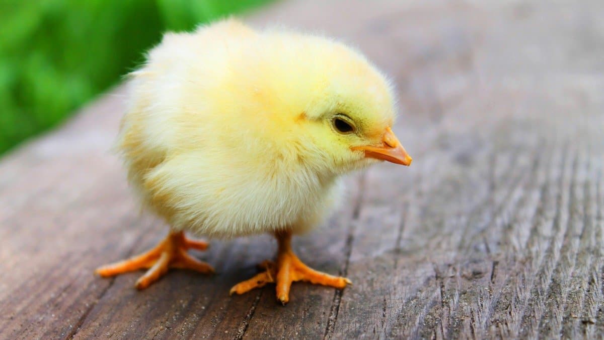 Woman Accidentally Roasts Baby Chick While Trying To Keep It Warm gnr 
