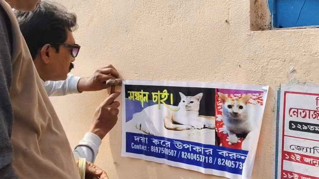 Pet cat missing poster in chinsurah gnr 